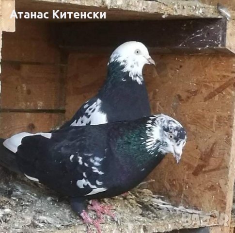 Пазарджишки  високолетачи , снимка 16 - Гълъби - 30874877