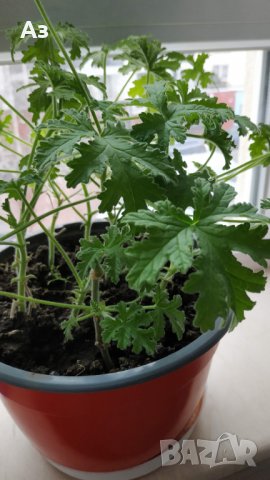 Продавам цветя Индрише (български сорт), снимка 16 - Стайни растения - 35600076