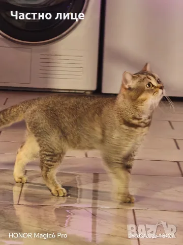 мъжки котарак шотлански, снимка 4 - Британска късокосместа - 56264453