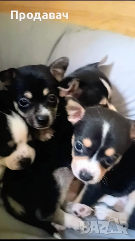 Чихуахуа , снимка 5 - Чихуахуа - 52887091