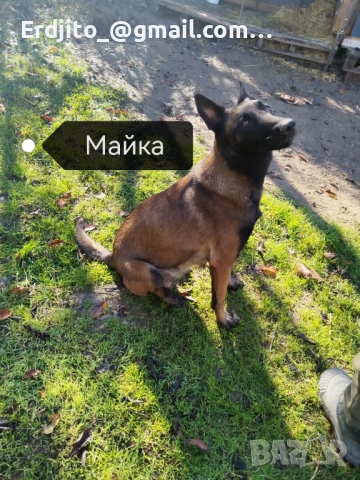 Белгийска овчарка Малиноа, снимка 2 - Белгийска овчарка - 52793479