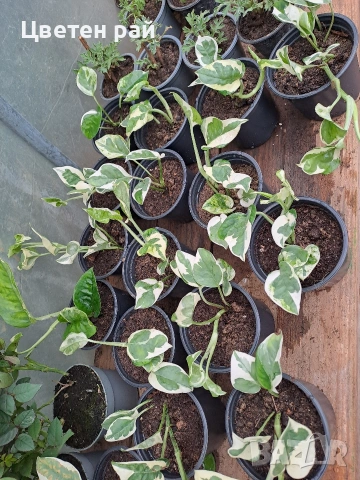 Сциндапсус в саксия 3€брой саксия , снимка 4 - Градински цветя и растения - 54030071