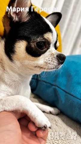 Чихуахуа женско, снимка 2 - Чихуахуа - 53170076