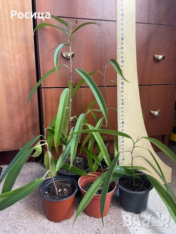 Едноцветен фикус Али