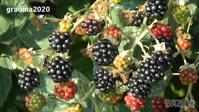 Къпина хималая  (Rubus Himalaya)