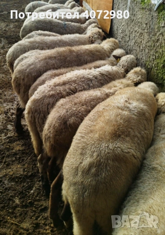 Продавам цяло стадо овце -област Варна 