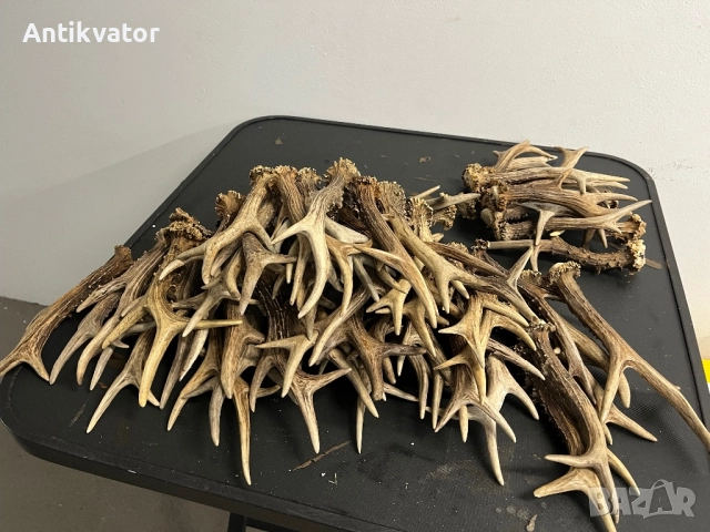 Единични рога сръндак