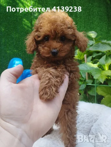 Той Пудел Poodle toy , снимка 6 - Пудели - 56532103