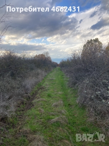  Парцел 2320 м2 - отличен за лозе/градина/пчелин, до път Дебър–Брягово, снимка 4 - Парцели - 52562178