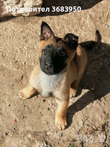 Белгийска овчарка Малиноа, снимка 1