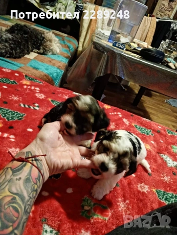 йоркширски териер бивер , снимка 2 - Йоркширски териер - 53281562