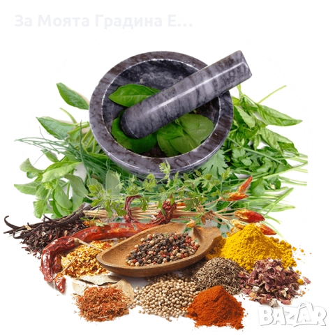 Билки и Подправки - Разсади, снимка 2 - Разсади - 52529888