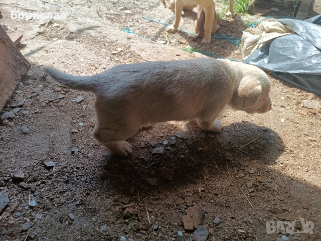 ПОДАРЯВАМ малки кученца , снимка 5 - Други - 51444287