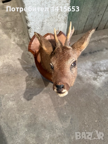 Продавам препариран сръндак