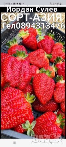 ‼️🌱Здравеите предлагам разсад Малини Със Висок Добив Много Сладки и Ароматни  Глен Ди Люлин и Полка, снимка 5 - Къщи - 52018083