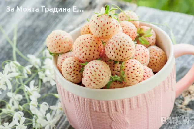 Ананасова ягода разсад