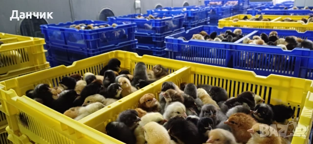 Еднодневни пилета , снимка 8 - Кокошки и пуйки - 53936444