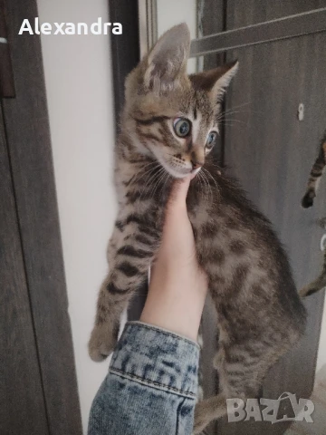 Разхождане и грижа за домашни любимци , снимка 5 - Ветеринари и услуги - 51072376