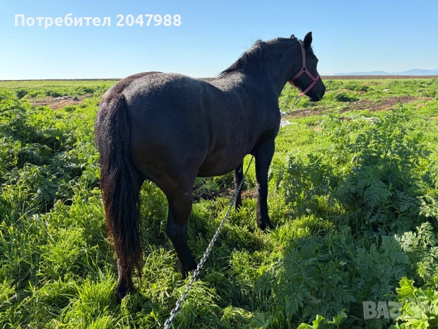 Кобила кон коне, снимка 2 - Коне - 54317054