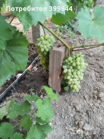 Продавам обработваемо място, снимка 12 - Земеделска земя - 48886187