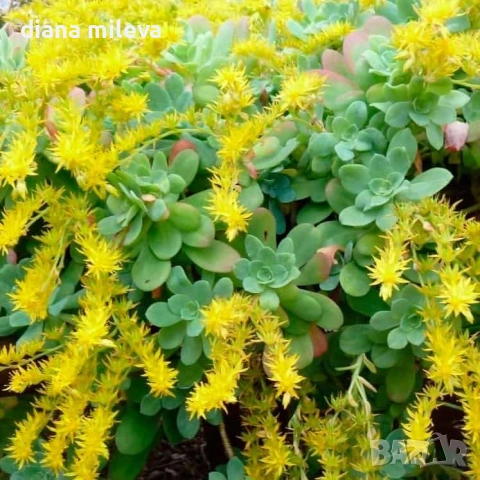 Седум палмери, Sedum palmeri, студоустойчив , снимка 2 - Градински цветя и растения - 53251451