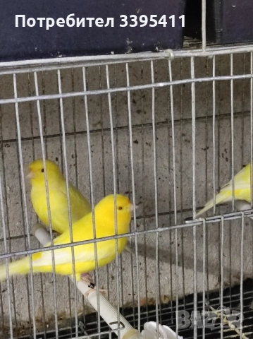 Продавам цветни канари, снимка 8 - Канари - 52188924