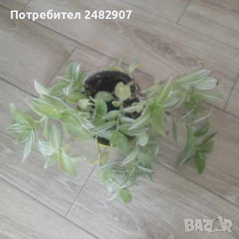 Традесканция , снимка 7 - Стайни растения - 52350279