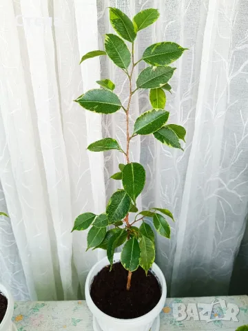 Аглаонема, Бенджамин и други стайни растения , снимка 7 - Стайни растения - 46295372