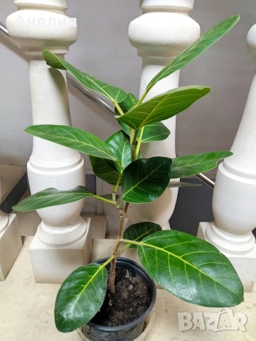 Фикус Ficus indica
