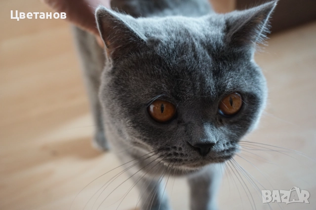 Британска късокосместа , снимка 3 - Британска късокосместа - 52973148