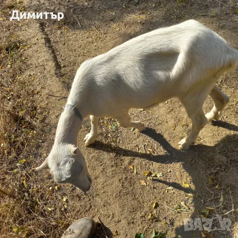 продавам две ярета и овца, снимка 2 - Кози - 56414568