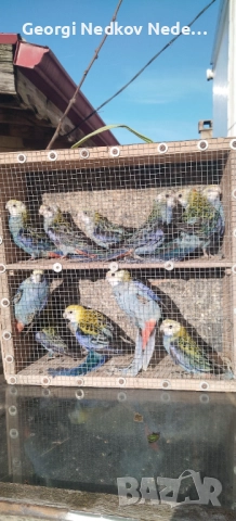 Продавам жълтоглави розели , снимка 7 - Папагали - 52907206