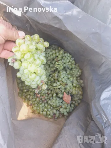 грозде Рекацители 0.70€