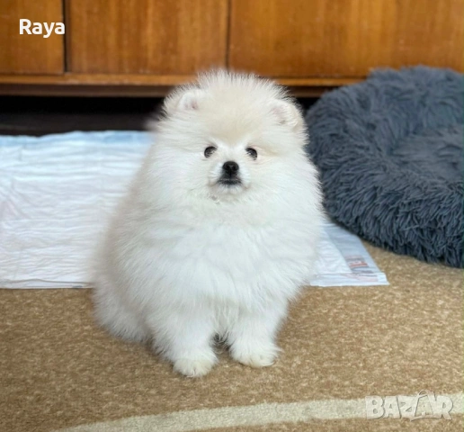 Померани със и без родословие