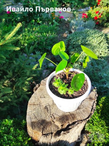 Сукуленти, снимка 2 - Градински цветя и растения - 33126146