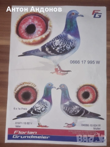 Спортни гълъби, снимка 5 - Гълъби - 53148839