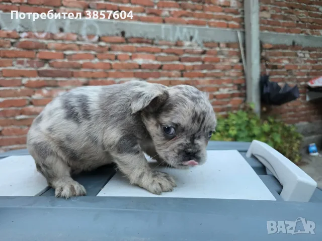 Синьо Мерле Флъфи френски булдог , снимка 2 - Френски булдог - 56166522