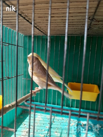 Канарче"Орфей", снимка 3 - За птици - 51832475