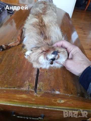 Стара кожа,яка от лисица #2, снимка 2 - Други ценни предмети - 53046506