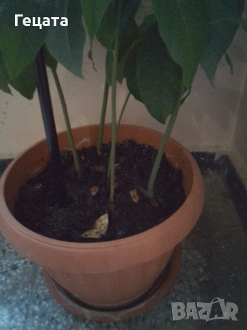 Авокадо 5 броя + саксия, снимка 2 - Стайни растения - 52514466