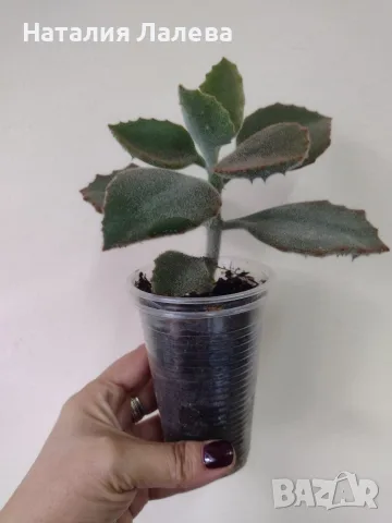 Каланхое, kalanchoe beharensis Fang, снимка 5 - Стайни растения - 56307959