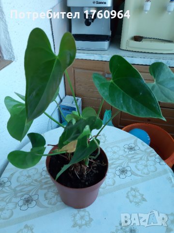 Антуриум , снимка 3 - Градински цветя и растения - 30482810