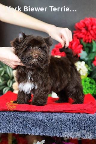 ЙорКширски Териер Шоколадов момче с родословие и доставка 