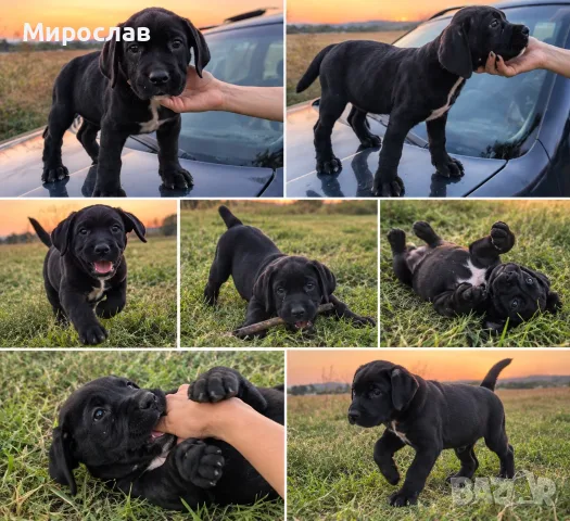  Кане Корсо Италиано, снимка 4 - Кане корсо - 56163526