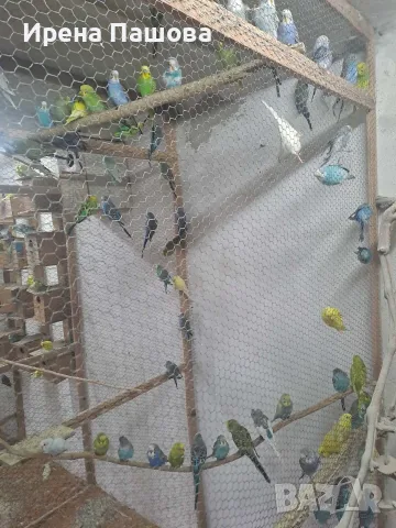 Продавам вълнисти папагали, снимка 3 - Папагали - 56514148
