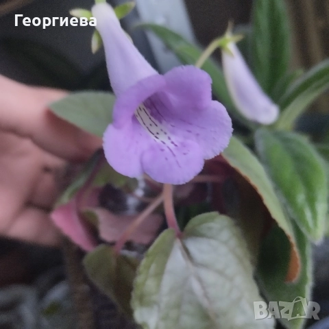 синuнгия, снимка 5 - Стайни растения - 50769848