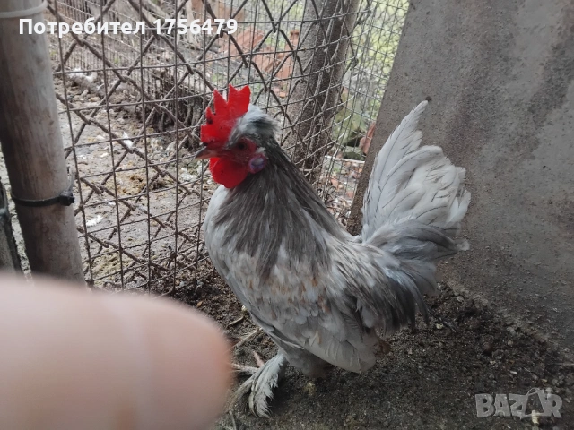 Бреговски петлета , снимка 3 - Кокошки и пуйки - 53218197