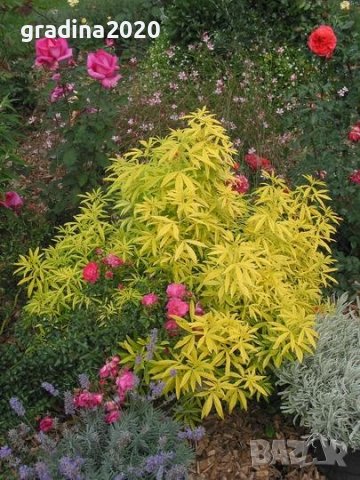  Чойсия  (Портокалово цвете) - Choisya Aztec Gold, снимка 5 - Разсади - 36762009