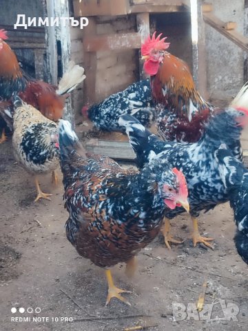 Разплодни яйца от Шведска цветна кокошка , снимка 7 - Кокошки и пуйки - 44390337