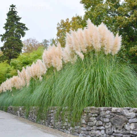Кортадерия- Пампаска трева ПРИ ПОКУПКА НА 3 БРОЯ 1 БРОЙ ПОДАРЪК, снимка 3 - Градински цветя и растения - 27388242